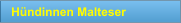 Hündinnen Malteser